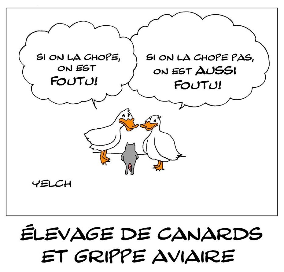 elevage-de-canard-et-grippe-aviaire.jpg