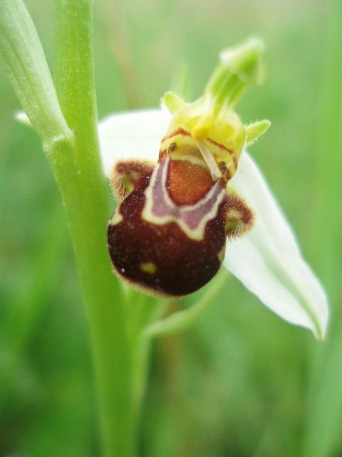 ophrys abeille blanche