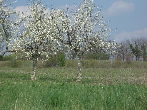 et derrière les pruniers et le grillage, voyez-vous le chevreuil ?