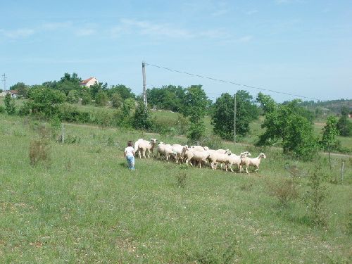 Un enfant fait reculer un troupeau de moutons 