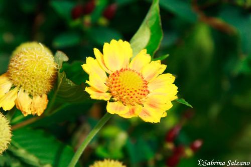 Fleur jaune (Yverdon-les-Bains)