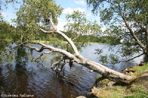 Arbre couché