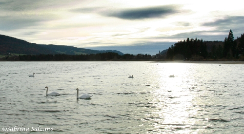 Cygnes sur le lac