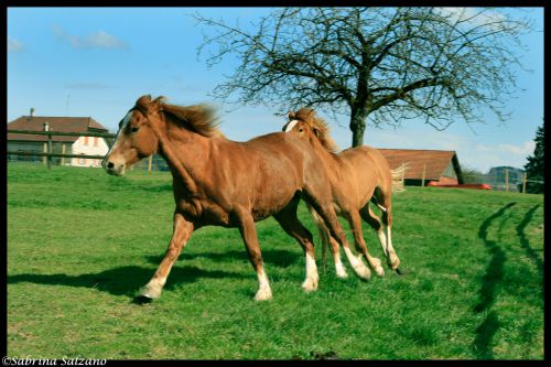 Chevaux fous-fous