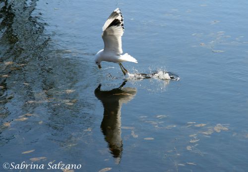 Mouette