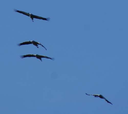 Grues cendrées - 19 Février 2013