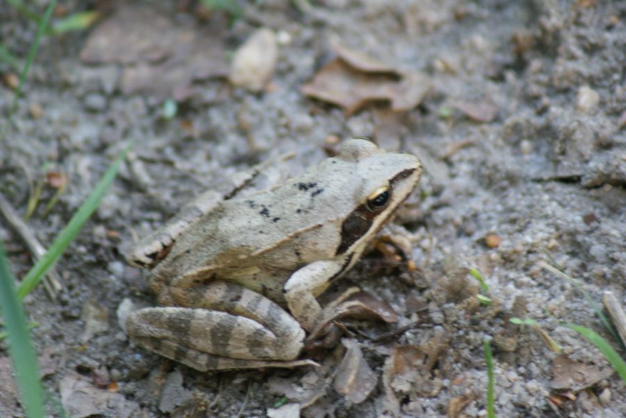 Grenouille agile - 4 Mai 2014