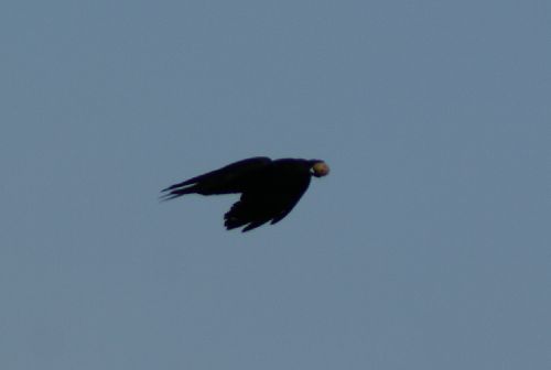 Le corbeau aime les oeufs - 5 Juin 2009