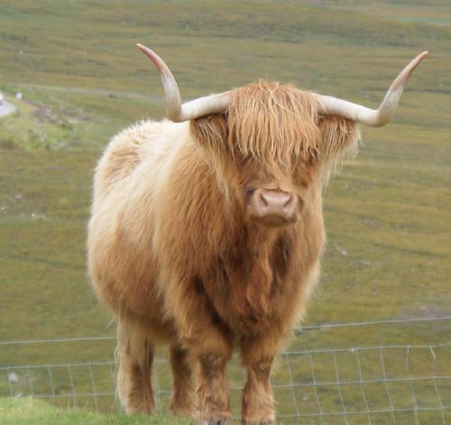 Ecosse fin Août 2009 - Vache Highland