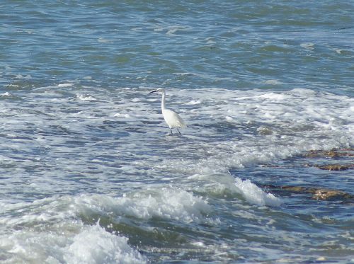 Oléron 18 Février 2010 - Aigrette garzette