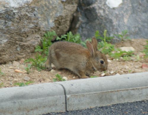 Lapin de Garenne  - 13 Mai 2010