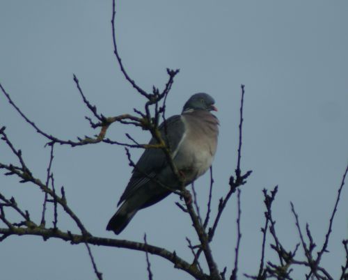 Pigeon ramier - 13 Février 2011