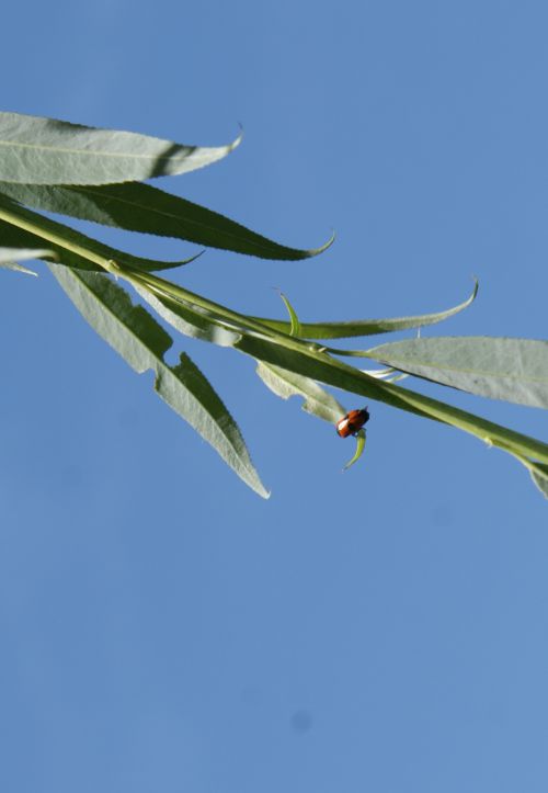 Une bestiole - apparentée aux coccinelles ? - 19 Mai 2011