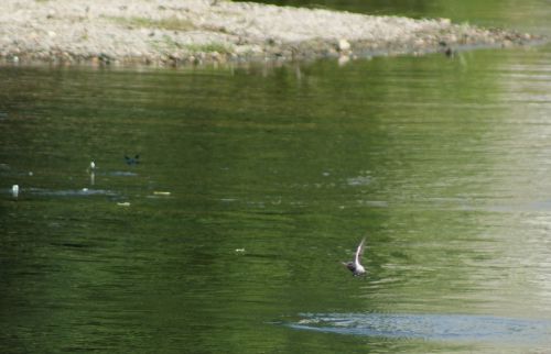 Hirondelle rustique en chasse  - 19 Mai 2011