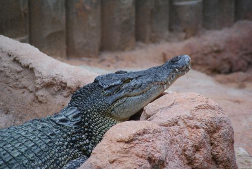 Crocodile marin - Planète aux crocodiles - Civaux - 11 Septembre 2011