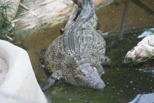 Crocodile du Nil- Planète aux crocodiles - Civaux - 11 Septembre 2011