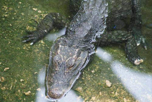 Crocodile nain - Planète aux crocodiles - Civaux - 11 Septembre 2011