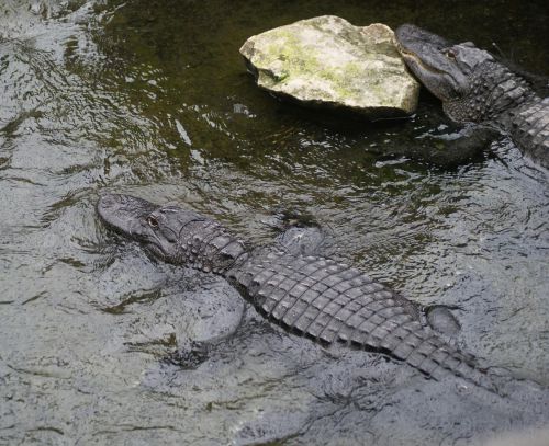 Alligator du Mississippi- Planète aux crocodiles - Civaux - 11 Septembre 2011