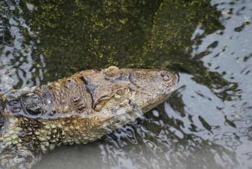 Caïman à large rostre- Planète aux crocodiles - Civaux - 11 Septembre 2011