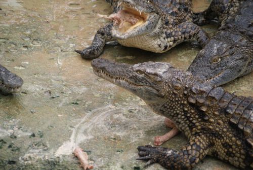 Nourrissage de Crocodiles du Nil- Planète aux crocodiles - Civaux - 11 Septembre 2011