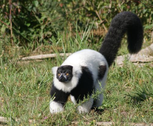 Lemur maki noir et blanc - 18 Septembre 2011