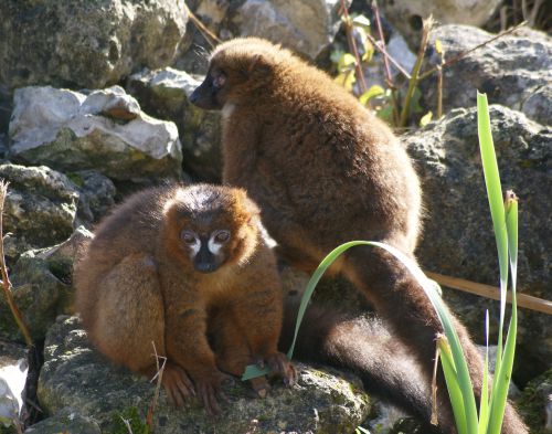 Lemur à ventre roux  - 18 Septembre 2011