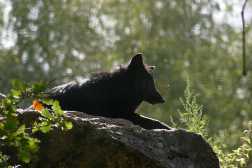 Loup de Mackenzie - 18 Septembre 2011