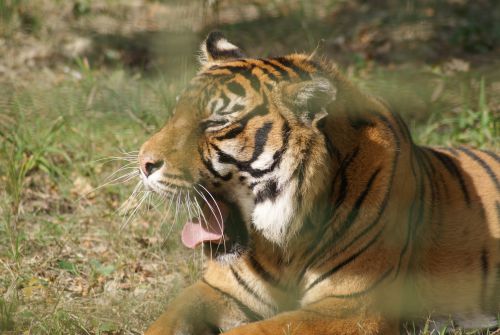 Tigre du Bengale - 18 Septembre 2011