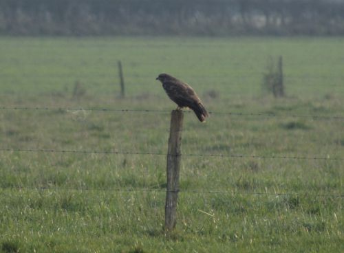 Buse variable - 17 Janvier 2012