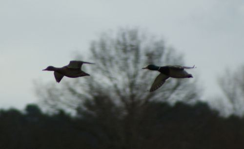 Canards colverts - 22 Janvier 2012