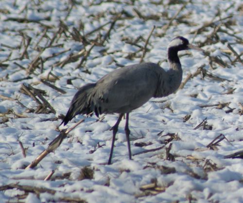 Grue cendrée - 2 Février 2012