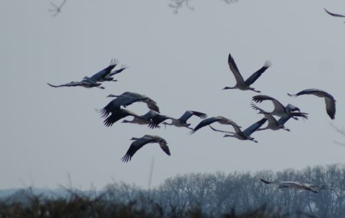 Vol de Grues - 2 Février 2012