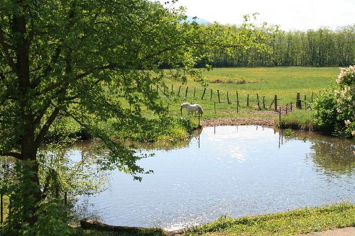 Près de l'étang...