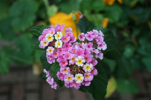 Coeur en fleurs