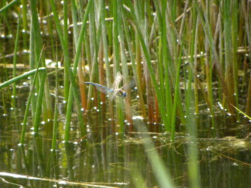 Libellule en plein vole