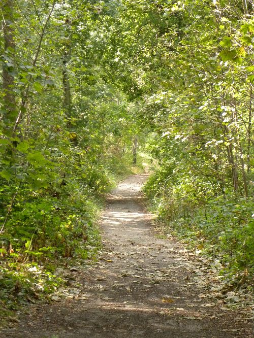 Chemin se trouvant dans une partie plus boisée