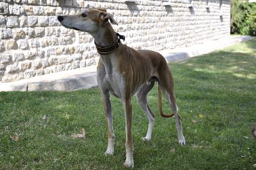 Le chien de Stéphane : Peter