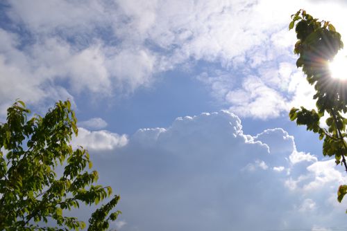 Merisiers et Cumulus congestus le 28 avril 2014