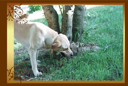 chat et chien dixie