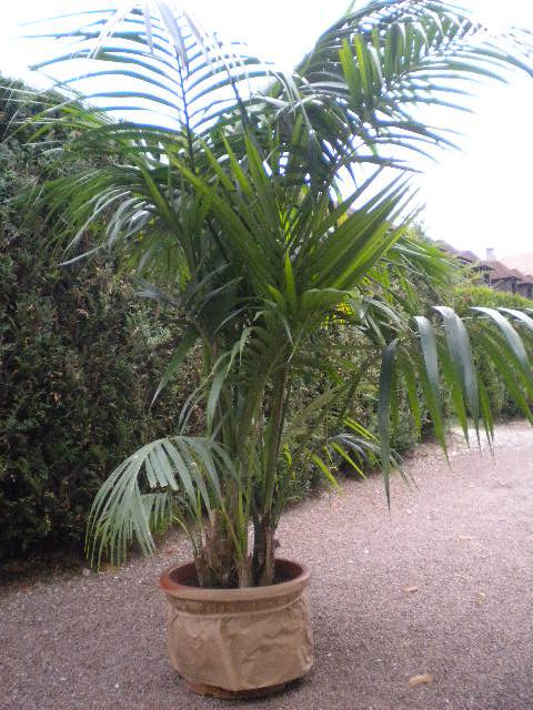 location de palmier 30 euro par plantes plus livraison