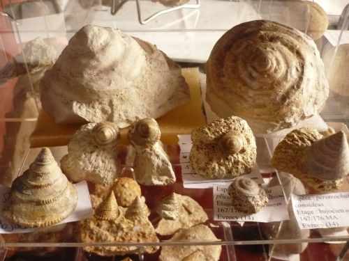 divers fossiles yonne et normandie