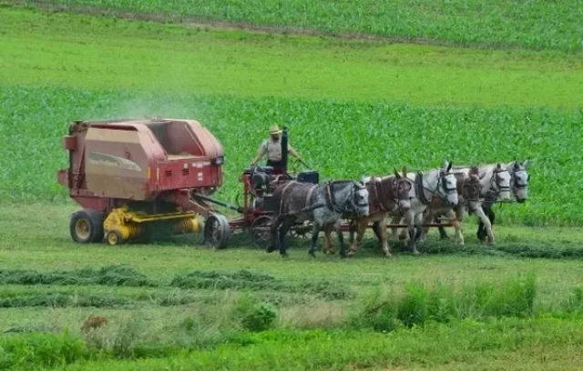 amish tra.png