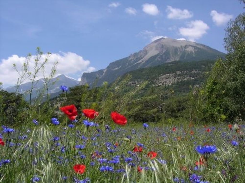 bleuets coquelicot.jpg