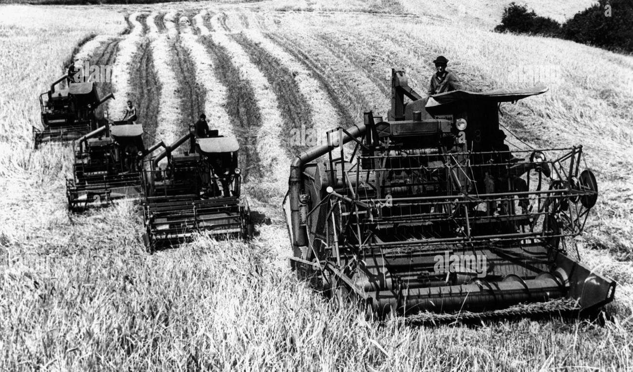 agriculture-farm-labour-harvest-harvesting-winter-wheat-with-combine-DB3R9J.jpg