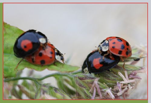 Des amours de coccinelles