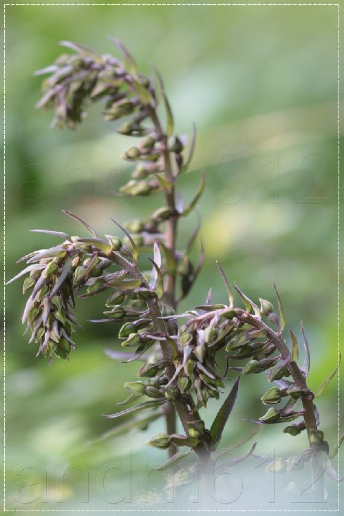 Epipactis pourpre