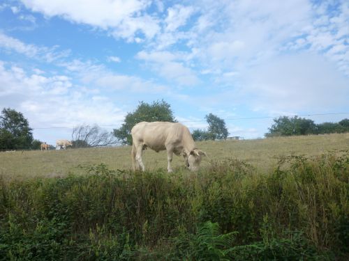 Une vache rare : la meuh meuh à cloche, près de Fichous-Riumayou