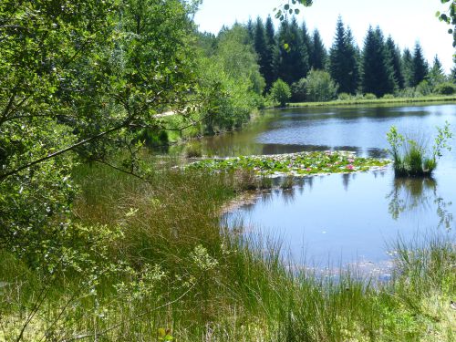 Lac aux nénuphars après Cardaillac