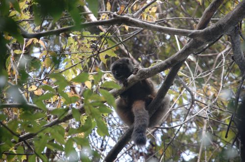 lémurien - Madagascar