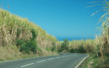champs de cannes à sucre, île de la réunion